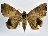 Achaea trapezoides